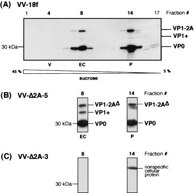 FIG. 8.