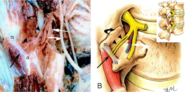 Fig 1.