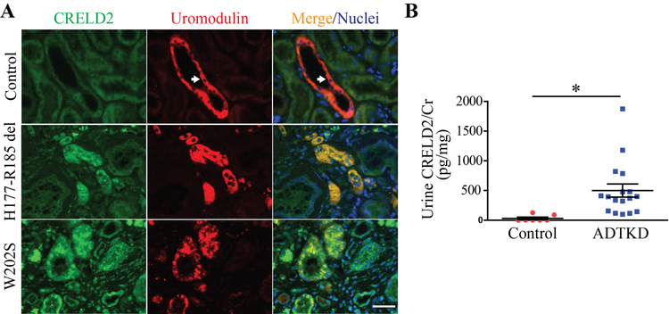 Figure 2: