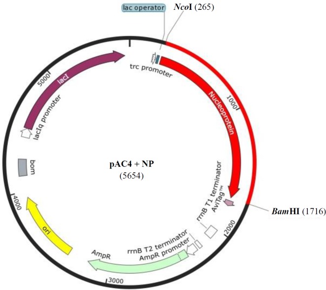 Fig. 1