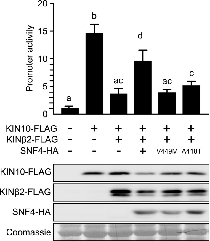 Fig. 5