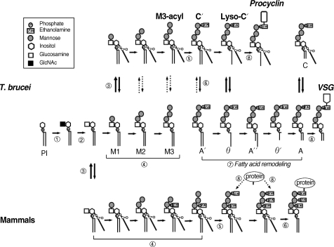 Fig. 2