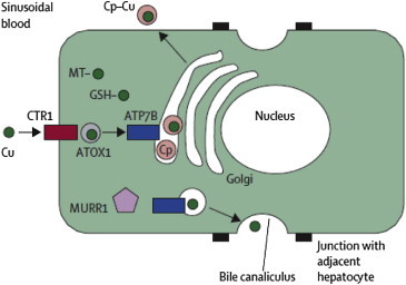 Figure 2