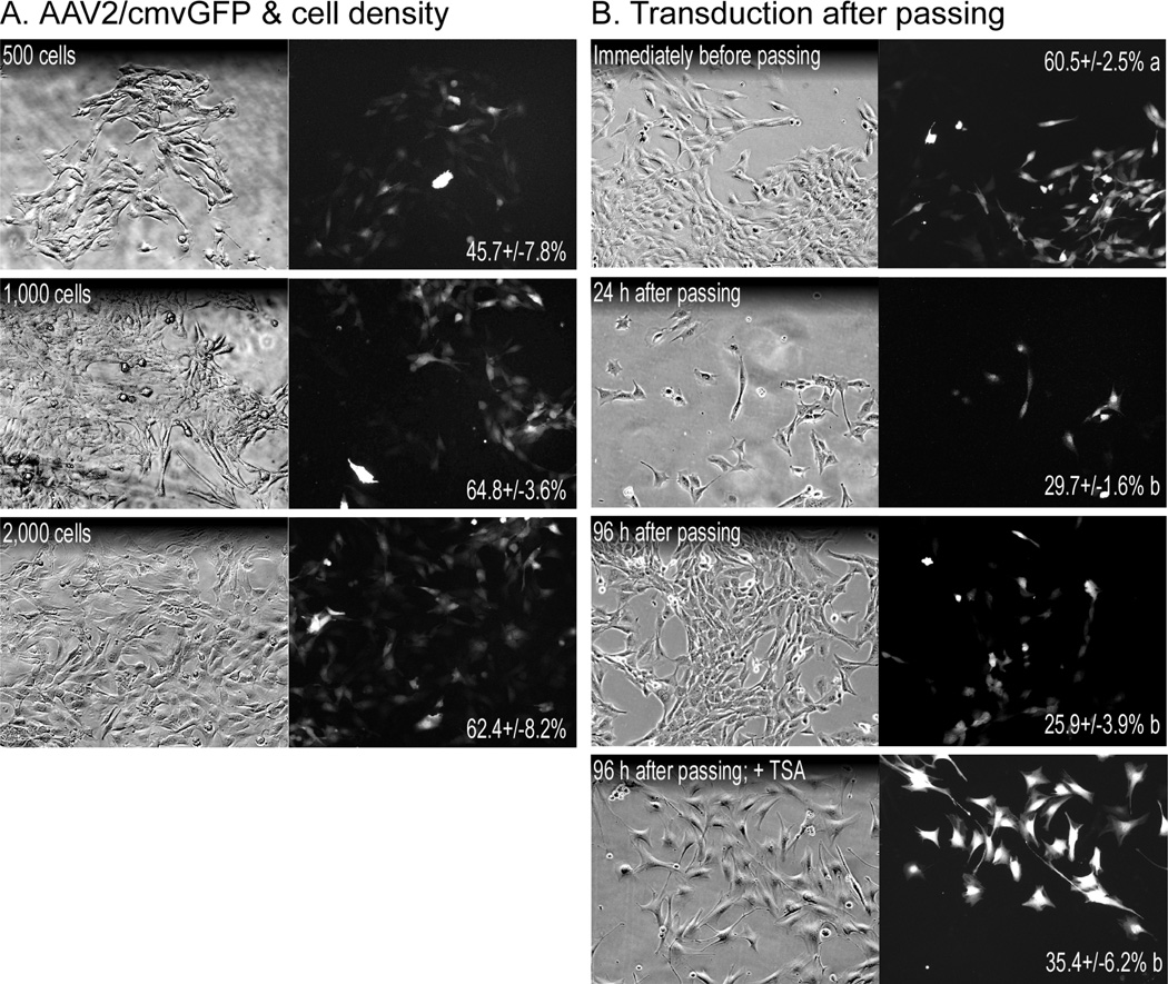 GENETIC MANIPULATION OF MYOBLASTS AND A NOVEL PRIMARY MYOSATELLITE CELL ...