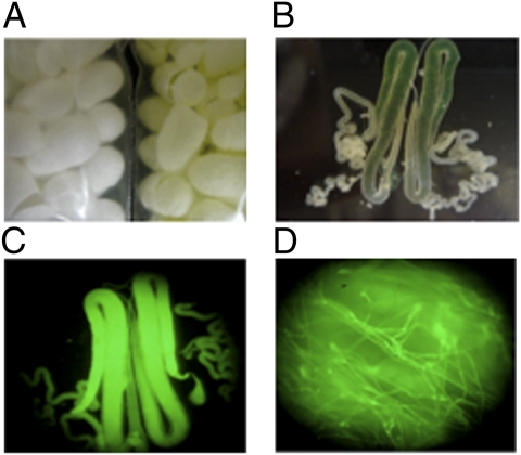 Fig. 2.