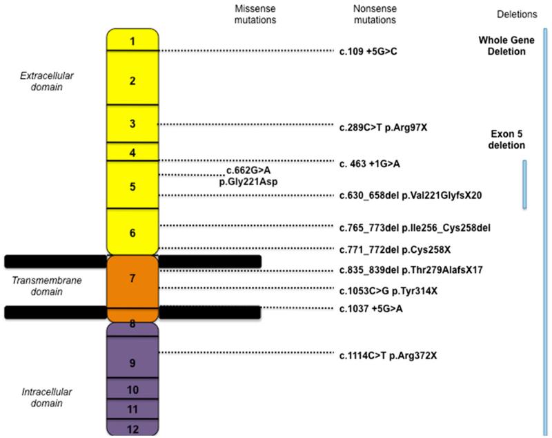 Fig. 1