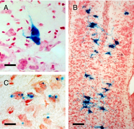 Fig. 3.