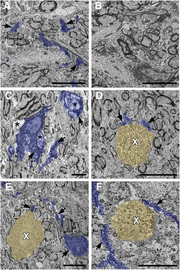 Fig. 8