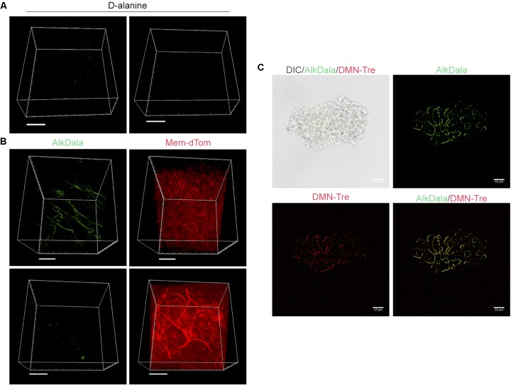 FIGURE 3