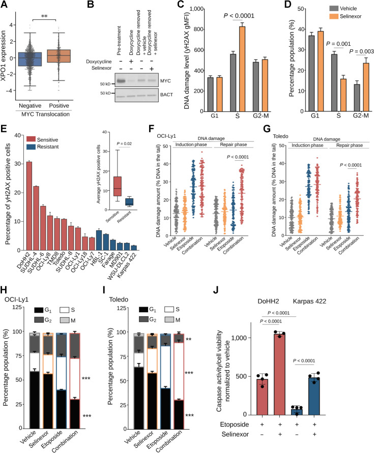 Figure 2. XPO1 promotes DNA damage repair enabling genotoxic stress tolerance. A, XPO1 expression in treatment-naïve primary GCB-DLBCLs harboring or not MYC translocation. B, Immunoblot for MYC expression in P493–6 B cells representing baseline (pretreatment), doxycycline treatment, doxycycline removal (30 min) plus vehicle and doxycycline removal (30 min) plus selinexor conditions. C and D, DNA damage levels (by H2AX staining; C) and cell-cycle distribution (by flow cytometry analysis; D) of P493–6 B cells upon MYC induction (doxycycline removal) and exposure to vehicle or selinexor (1 μmol/L) for 6 hours. E, Baseline DNA damage levels in a panel of 16 DLBCL cell lines assessed by flow cytometry analysis of γH2AX levels. Inset, average level of DNA damage in selinexor sensitive versus resistant DLBCL cell lines. F and G, Comet assay showing the amount of residual DNA damage after 4 hours of exposure (induction phase) and 4 hours withdrawal (repair phase) from 3 μmol/L etoposide (with and without 1 μmol/L selinexor) in OCI-Ly1 (F) and Toledo (G) cells. H and I, Cell-cycle analysis of OCI-Ly1 (H) and Toledo (I) cells exposed to vehicle, selinexor (1 μmol/L), etoposide (3 μmol/L) or their combination for 24 hours. J, Apoptosis analysis by caspase-7/3 activity in DoHH2 (selinexor sensitive) and Karpas422 (selinexor resistant) cell lines upon exposure to vehicle, etoposide, selinexor, and their combination for 72 hours. Data normalized to vehicle-treated and selinexor-treated cells. **, P < 0.005; ***, P < 0.0005.