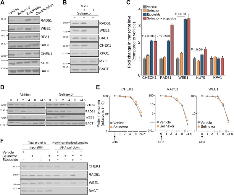 Figure 5. XPO1 sustains the turnover of proteins modulating DNA damage repair. A, Representative immunoblot of indicated DNA damage repair proteins in OCI-Ly1 cells exposed to vehicle, selinexor (1 μmol/L), etoposide (3 μmol/L), or their combination for 24 hours. B, Representative immunoblot of indicated DNA damage repair proteins in P493–6 B-cells after induction of MYC (30 minutes after doxycycline withdrawal) and exposure to vehicle or selinexor (1 μmol/L) for 24 hours. C, Expression levels of transcripts encoding for DNA damage repair protein in OCI-Ly1 cells exposed to vehicle, selinexor (1 μmol/L), etoposide (3 μmol/L), or their combination for 6 hours. D and E, Representative immunoblots (D) of cycloheximide (CHX) chase assay of CHEK1, RAD51, and WEE1 (and actin as control) in OCI-Ly1 cells exposed to vehicle or selinexor (1 μmol/L) for the indicated times. The relative amount of each protein compared with β-actin was quantified by densitometry and plotted with respect to time (E). The protein to β-actin level at baseline was defined as 100%. F, Immunoblots showing CHEK1, RAD51, and WEE1 (and actin as control) protein levels in the newly synthesized fraction (AHA-pulldown) over total protein abundance (input) in OCI-Ly1 cells exposed to vehicle, selinexor (1 μmol/L), etoposide (3 μmol/L), or their combination for 6 hours.