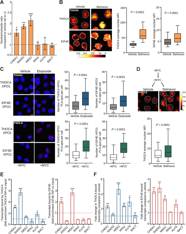 Figure 6. XPO1 prioritizes the nuclear export of nucleoproteins carrying genotoxic stress transcripts. A, Nuclear/cytoplasmic ratio of selected DNA damage repair transcripts (i.e., CHEK1, RAD51, WEE1, RPA1, and KU70) in Toledo cells exposed to vehicle or selinexor (1 μmol/L) for 6 hours. B, Nuclear levels of THOC4 and EIF4E in Toledo cells exposed to vehicle or selinexor (1 μmol/L) for 6 hours. Left, representative images; right, quantification. The bar represents pixel intensity. C, Proximity ligation assays (PLA) of XPO1-THOC4 and XPO1-EIF4E complexes in Toledo cells exposed to vehicle or etoposide for 6 hours (top) and in P493–6 B-cells with or without MYC expression (bottom). D, Nuclear level of THOC4 in P493–6 B-cells after MYC induction, followed by vehicle or selinexor (1 μmol/L) for 6 hours. The bar represents pixel intensity. E, Ribonucleoprotein immunoprecipitation assays of DNA damage repair transcripts (i.e., CHEK1, RAD51, WEE1, RPA1, and KU70) bound by THOC4 (left) or EIF4E (right) in the nuclear fraction of Toledo cells. Data are presented as fold enrichment over input. F, Change in the amount of DNA damage repair transcripts CHEK1, RAD51, WEE1, RPA1, and KU70 (and actin as control) bound by THOC4 (left) and EIF4E (right) in Toledo lymphoma cells exposed to vehicle or etoposide for 6 hours. Data are presented as fold enrichment over vehicle (normalized by their respective inputs). *, P < 0.05; **, P < 0.01; ***, P < 0.001.