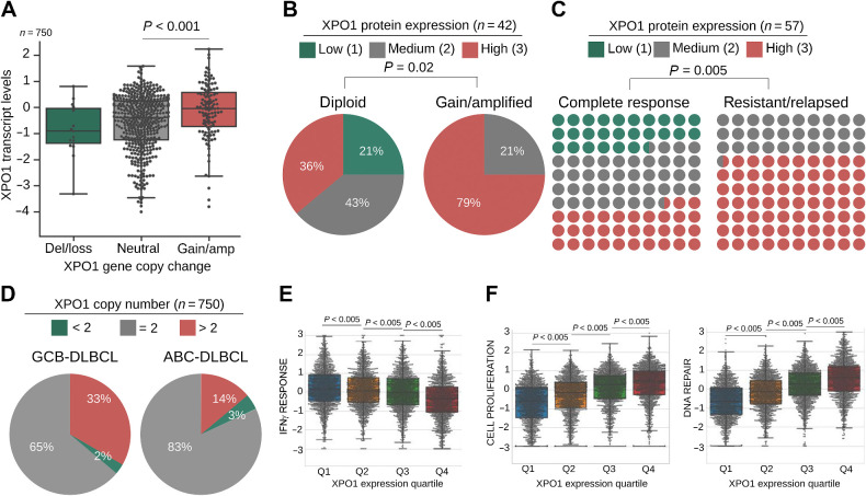 Figure 1. XPO1 is overexpressed in resistant and relapsed DLBCL. A, XPO1 copy number (x-axis) and transcript expression (y-axis) in a cohort of 750 treatment-naïve primary DLBCLs. B and C, Frequency of treatment-naïve primary DLBCL cases with low, medium, and high XPO1 protein expression (determined by IHC) in relation to XPO1 copy number (diploid vs. gains, n = 42 pts, WES and WGS; B) and response to R-CHOP (n = 57 pts; C). Statistical analysis was performed by Chi-square test. D, Frequency of XPO1 copy number in 750 treatment-naïve primary DLBCL cases classified as GCB-DLBCL versus ABC-DLBCL by RNA-seq profiling. E and F, IFNγ response (E) and cell proliferation and DNA repair (F) pathway analysis (GSEA) in 4,655 primary DLBCLs stratified by XPO1 increasing gene expression quartiles (Q) by RNA-seq.