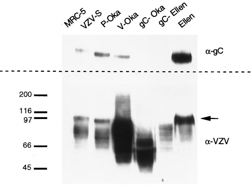 FIG. 6