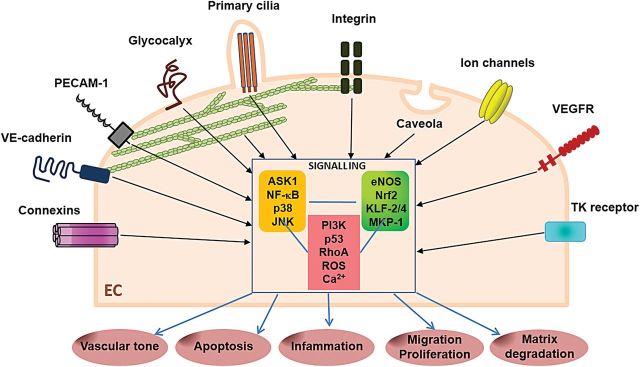 Figure 2