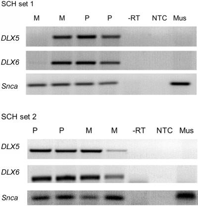 Figure  1. 