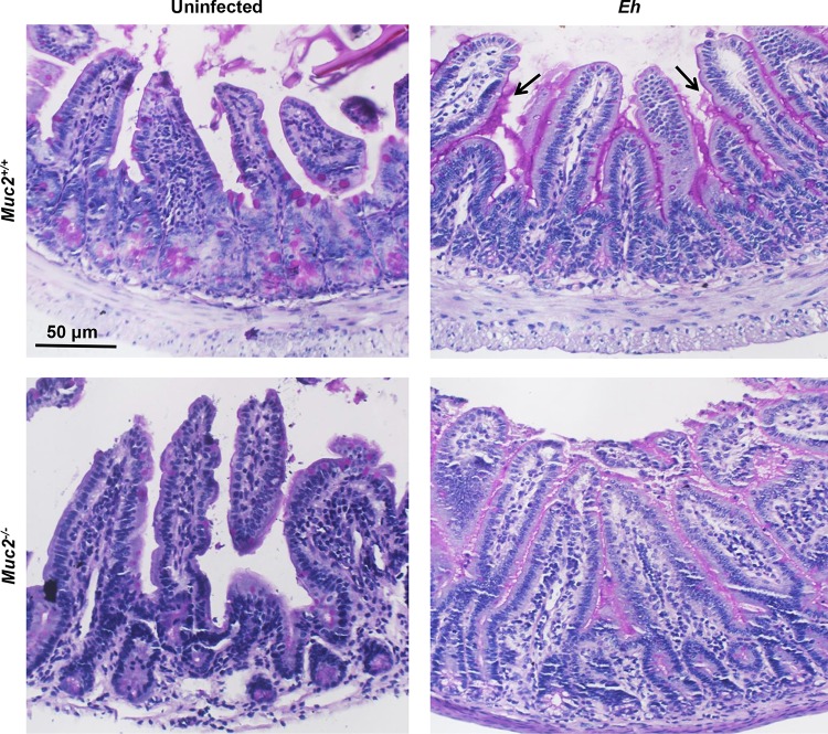 FIG 1