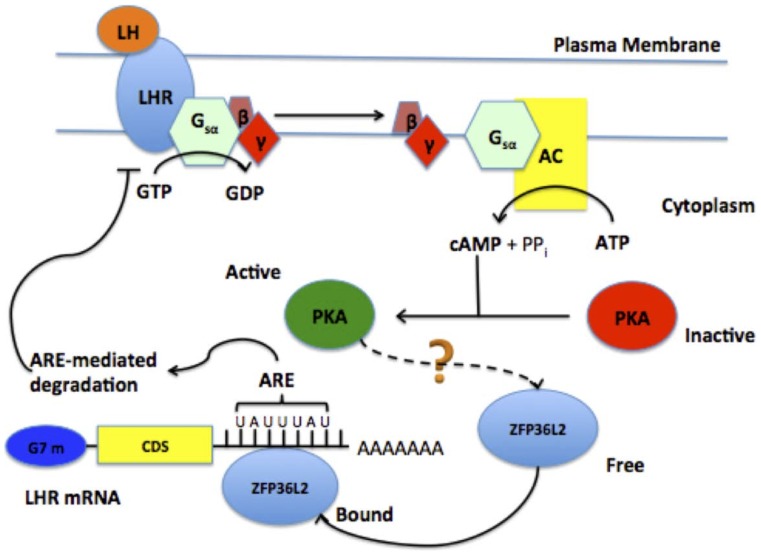 Figure 7