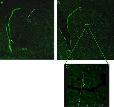 Fig. (1)