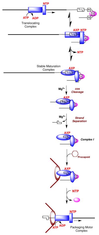 Scheme 1