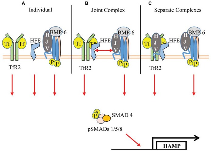 FIGURE 1