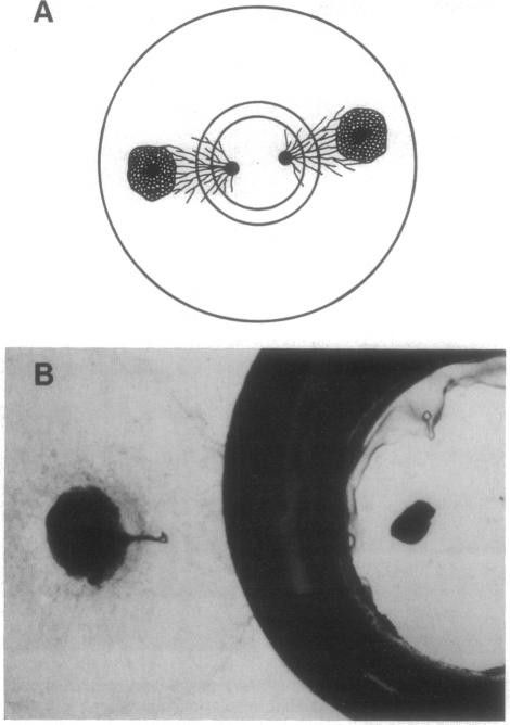 graphic file with name pnas01136-0289-a.jpg