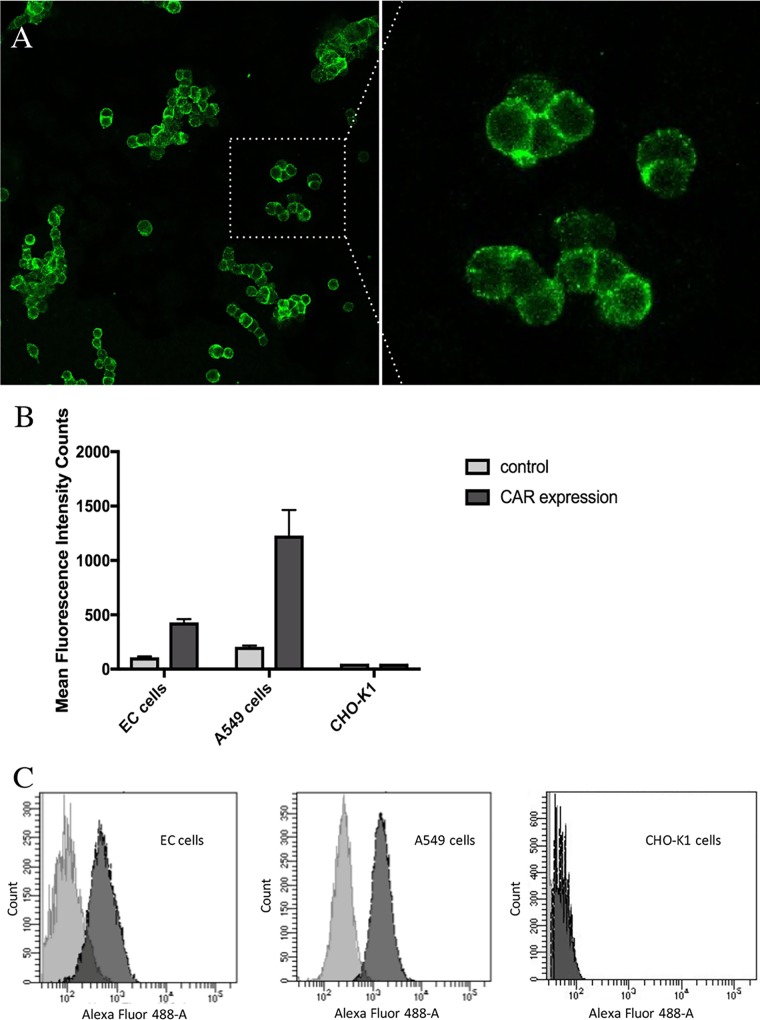 FIG 2