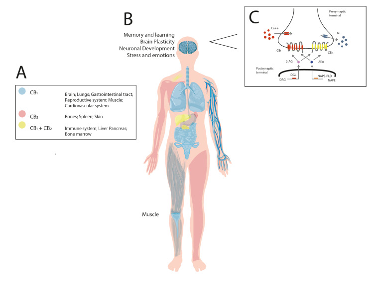 Fig. (1)