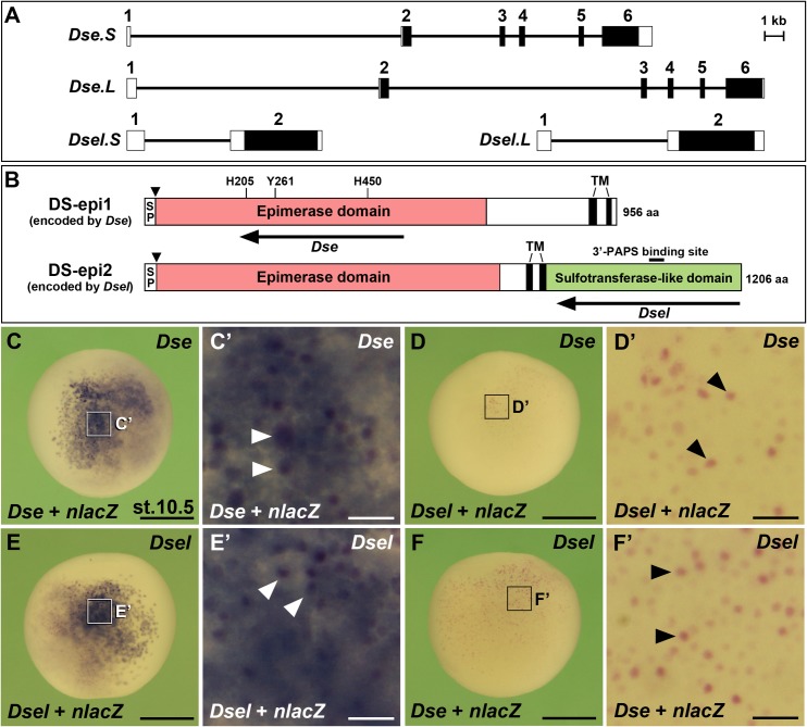 Fig 1