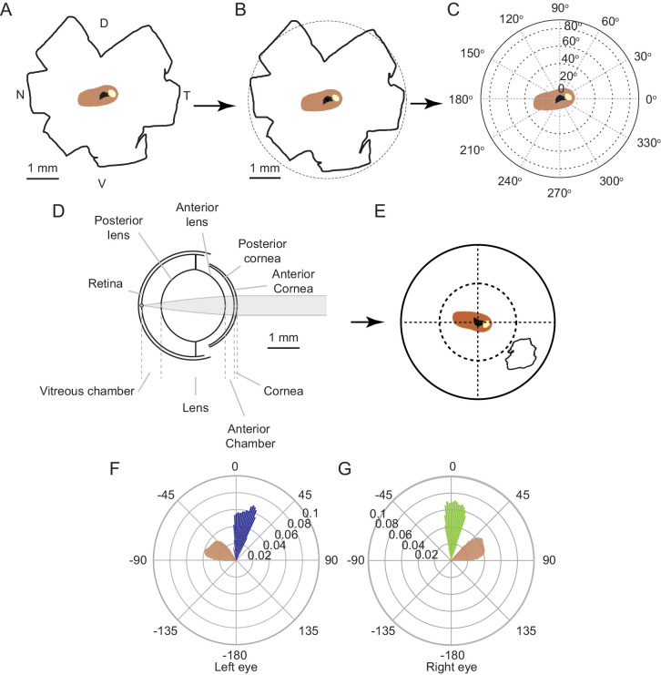 Figure 3—figure supplement 1.