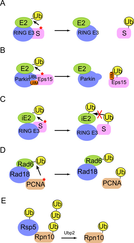 BOX 1 Potential strategies for generating monoubiquitin signals