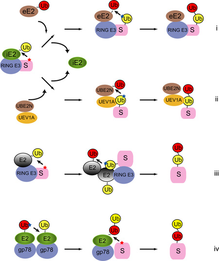 BOX 2 E2-E2 cooperation during chain formation