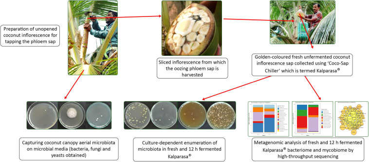 FIGURE 11