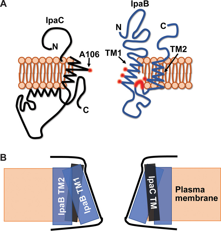 FIG 6