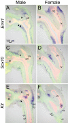 Fig. 8