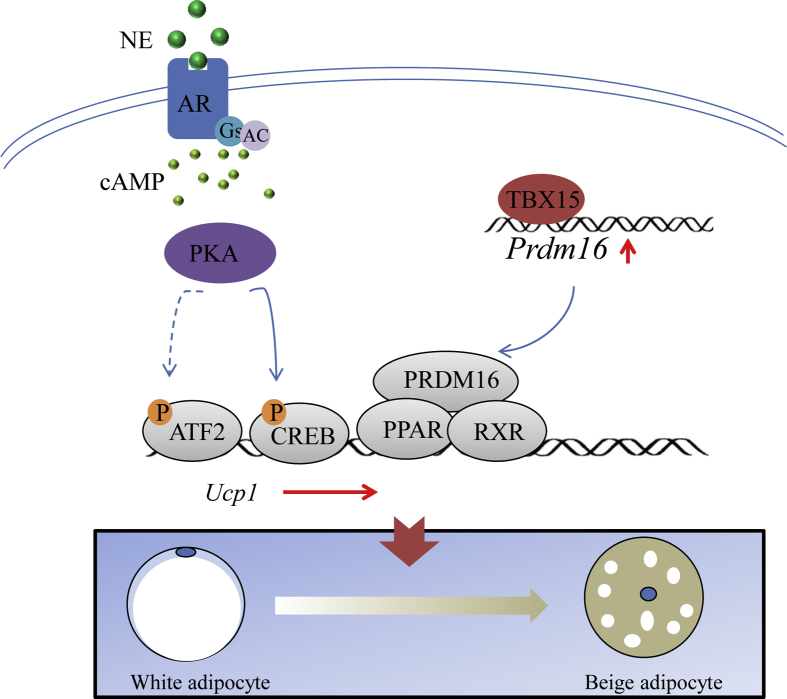 Figure 6