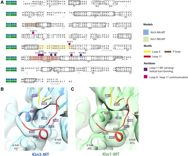 Figure 2—figure supplement 3.