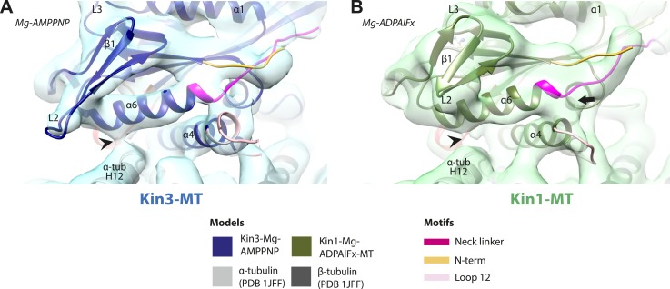 Figure 3—figure supplement 1.