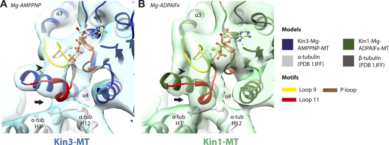 Figure 2—figure supplement 1.