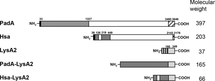 FIG 1