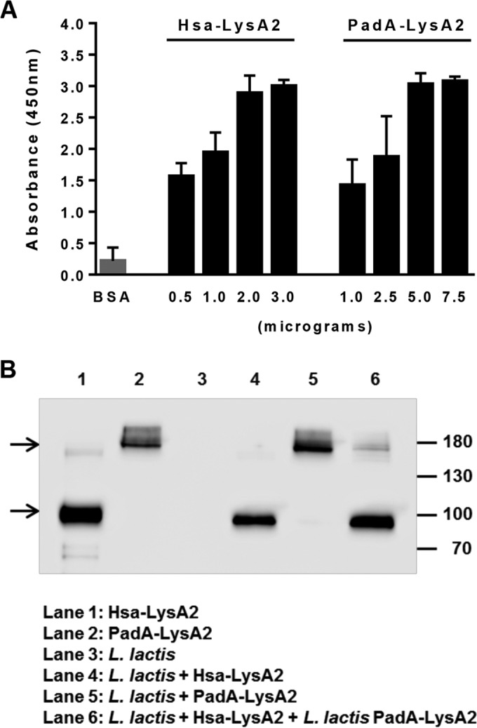 FIG 2