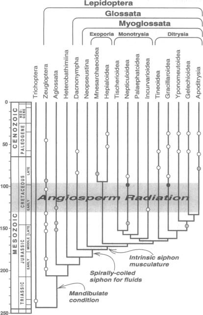 graphic file with name pnas01147-0522-a.jpg