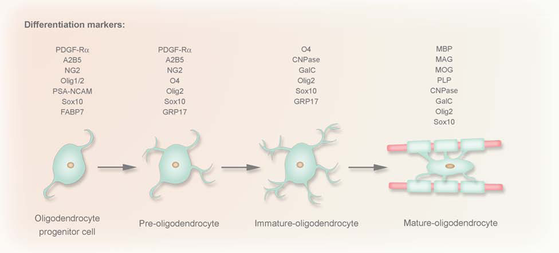 Figure 4: