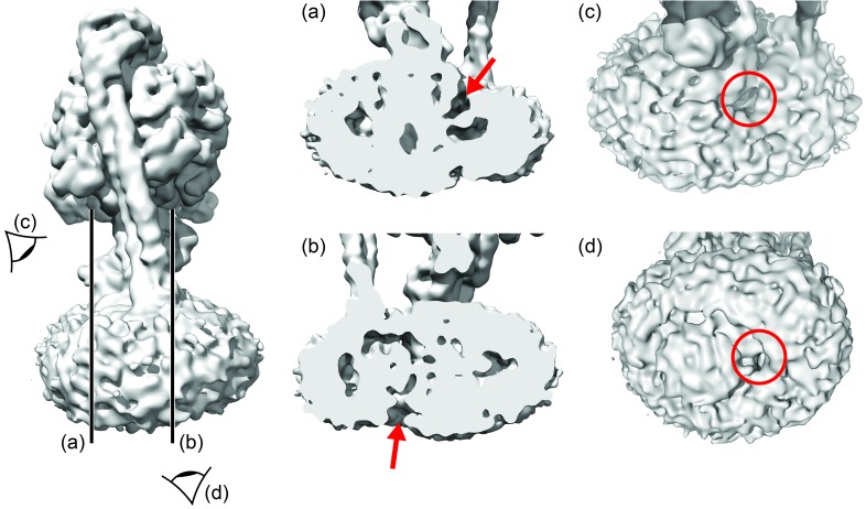 Figure 6—figure supplement 1.