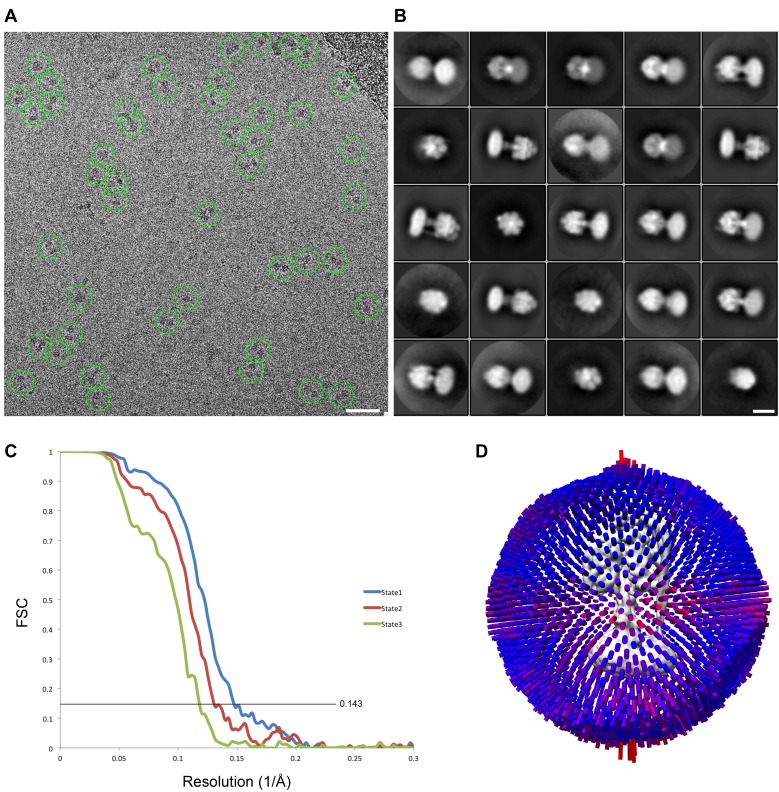 Figure 2—figure supplement 2.