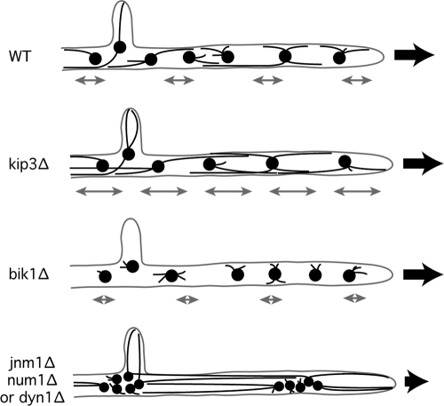 Fig. 8.