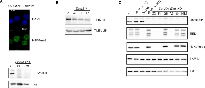 Figure 6—figure supplement 1.