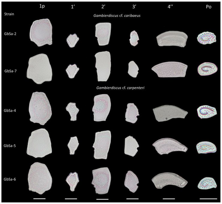 Figure 11