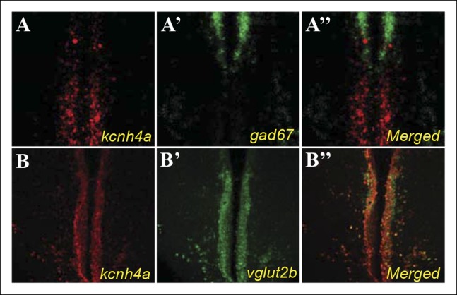 Figure 6—figure supplement 1.