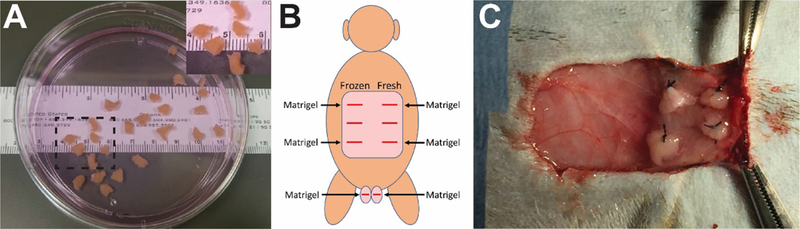 Figure 1: